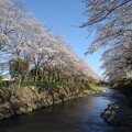 写真: 桜に挟まれた川（4月10日）