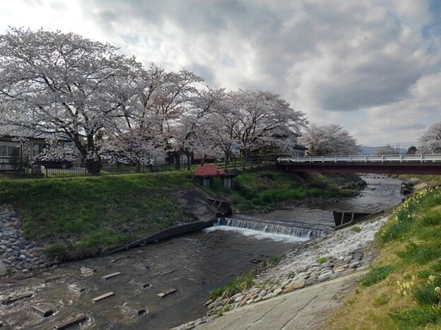 写真: 桜並木と川（4月12日）