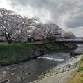 桜並木と川（4月12日）