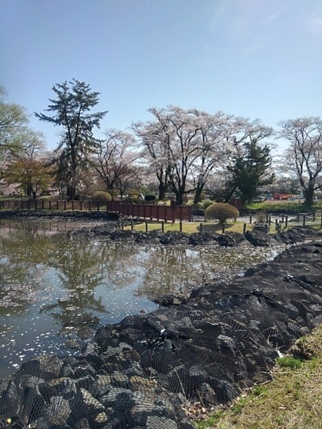 長峰公園の池と遠くの橋（4月13日）