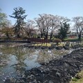 写真: 長峰公園の池と遠くの橋（4月13日）