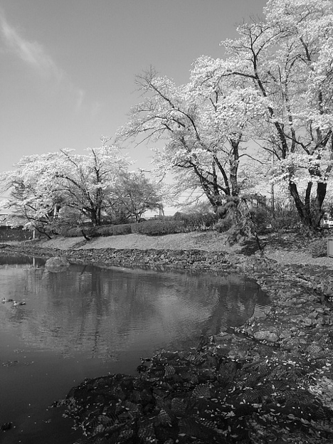 長峰公園の満開の桜の池・モノクロ（4月13日）