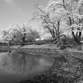 長峰公園の満開の桜の池・モノクロ（4月13日）
