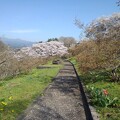 写真: 丘の石のベンチもある景色（4月13日）