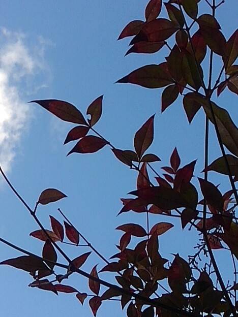写真: 青空と似合う南天（3月21日）