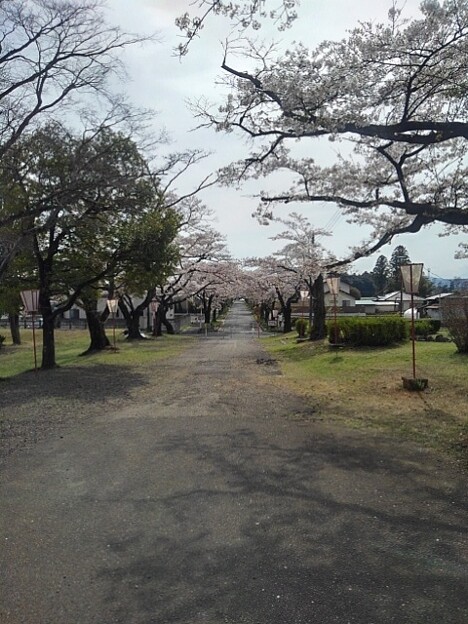 写真: 奥に桜のトンネル（4月13日）