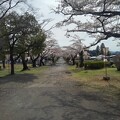 写真: 奥に桜のトンネル（4月13日）