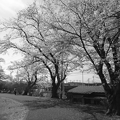 公園の桜の道（4月13日）