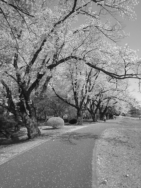 公園の桜のトンネル（4月13日）