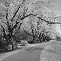 写真: 公園の桜のトンネル（4月13日）