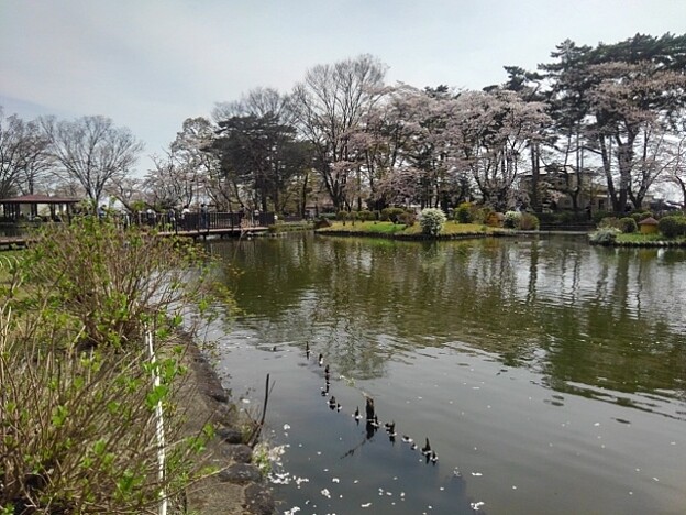 写真: 烏ヶ森公園の平和な池（4月13日）