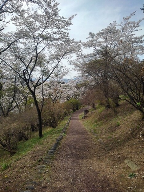 写真: 烏ヶ森公園の丘の桜の道（4月13日）