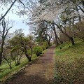 写真: 烏ヶ森公園の丘の桜が見える道（4月13日）