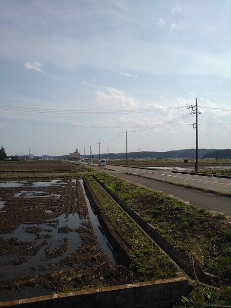 写真: 水田沿いの道路（3月31日）