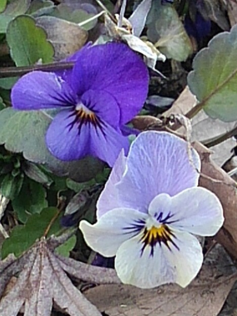 写真: 川崎城跡公園の花壇のパンジー・紫（3月3日）