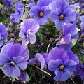 写真: 公園の紫パンジー（3月23日）