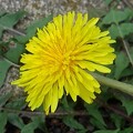 写真: タンポポの花（4月8日）