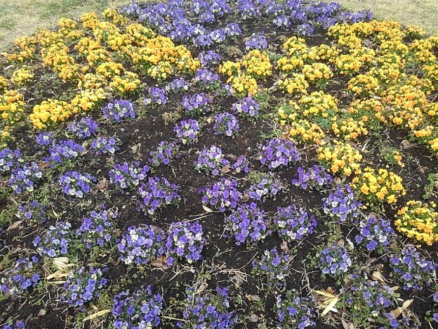 写真: パンジー花壇・黄×紫（3月23日）