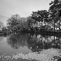 烏ヶ森公園の桜の花びらも浮く池・モノクロ（4月13日）