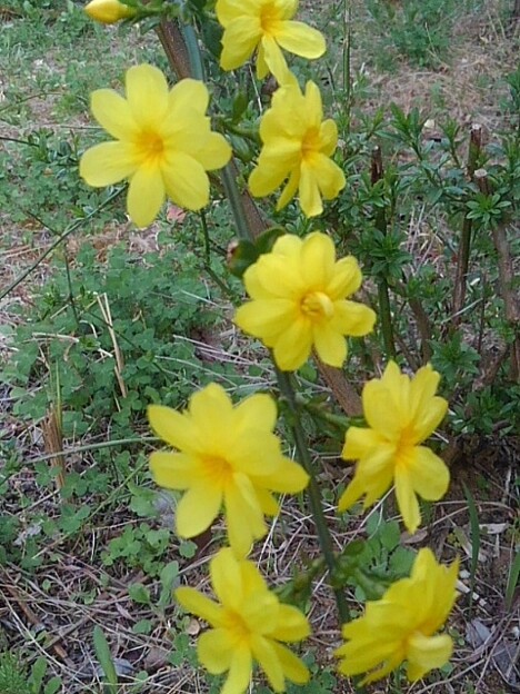写真: ヤマブキの花（4月17日）