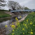 橋と菜の花（4月18日）