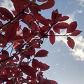 写真: 赤い葉（4月19日）