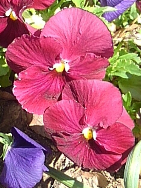 赤紫パンジー（4月13日）