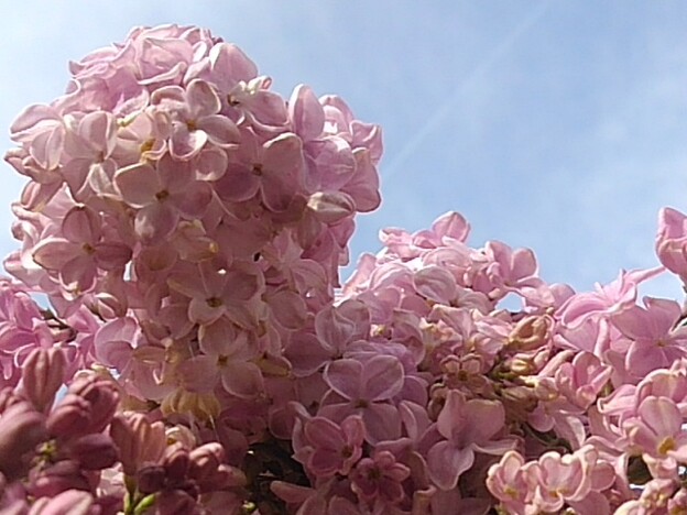 写真: ライラックの花（4月20日）