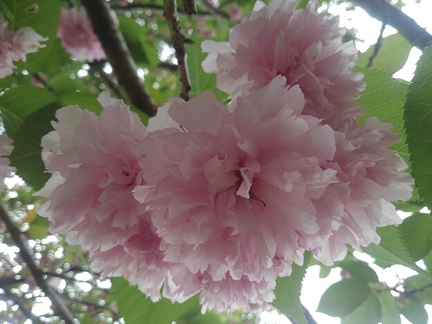 フゲンゾウの花（4月29日）