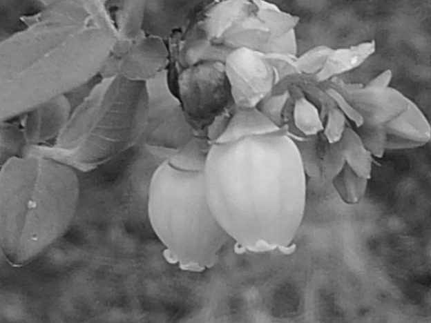 写真: ブルーベリーの花・モノクロ（4月9日）