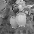 写真: ブルーベリーの花・モノクロ（4月9日）