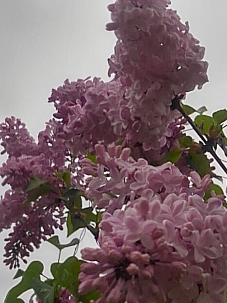 写真: ライラックの花（4月23日）