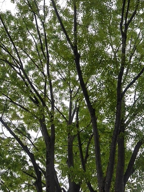 葉が綺麗な街路樹（4月23日）