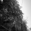長峰公園の藤の花・モノクロ（4月28日）