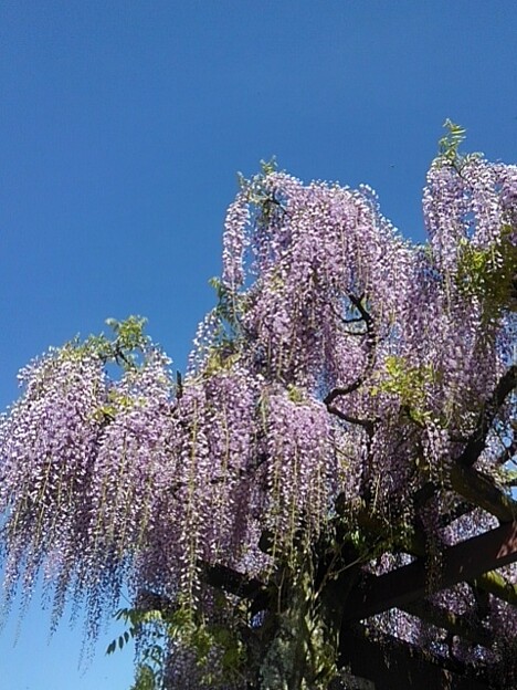 那須野が原公園の藤の花（5月2日）