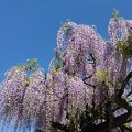 那須野が原公園の藤の花（5月2日）