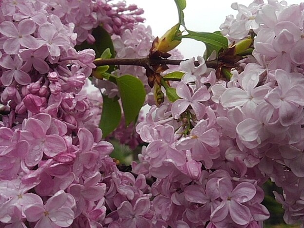 写真: ライラックの花（4月24日）