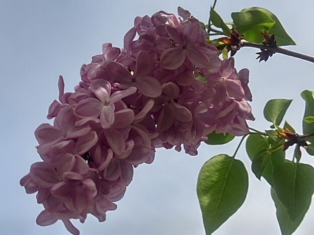 ライラックの花（4月26日）