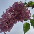 写真: ライラックの花（4月26日）