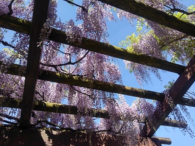 写真: 那須野が原公園の藤棚の天井（5月2日）