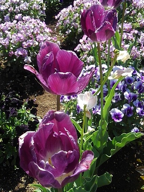 紫のチューリップもある花壇（5月2日）