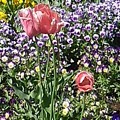 写真: 赤いチューリップもある花壇（5月2日）