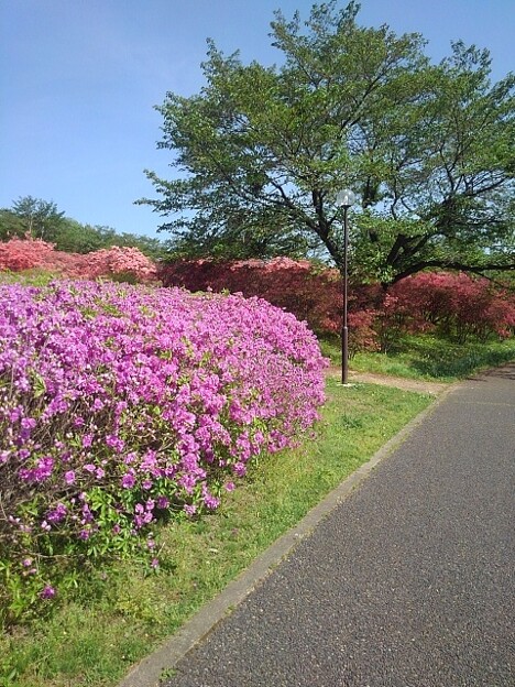 紫ツツジのある道（4月28日）