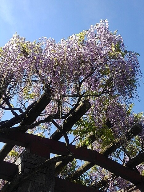写真: 青空と似合う藤の花（5月2日）