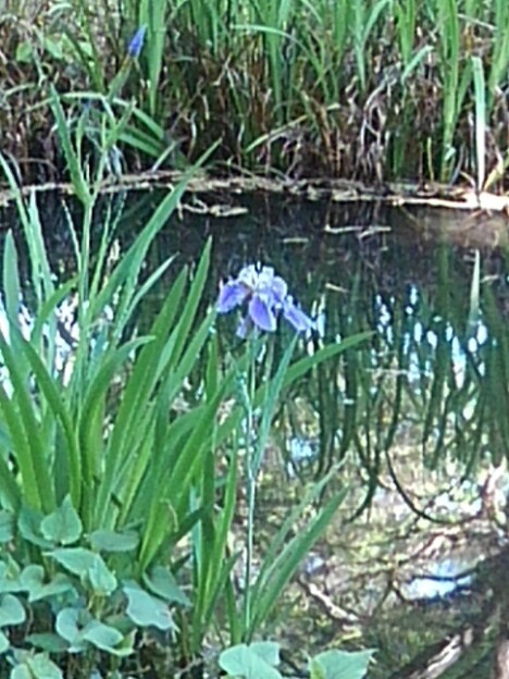 写真: 青紫のアヤメ（5月2日）