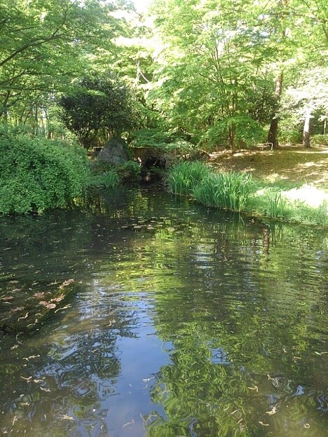 写真: 那須野が原公園の森の池（5月2日）