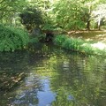 写真: 那須野が原公園の森の池（5月2日）