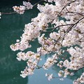 写真: 大岡川の桜＊２０２０