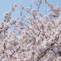 写真: 大岡川の桜＊２０２０