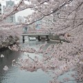 写真: 大岡川の桜＊２０２２
